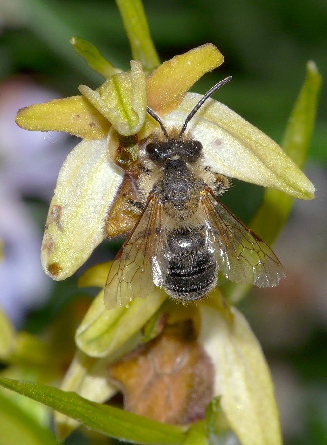 Imenottero (che impollina Ophrys sphegodes): Andrena sp.